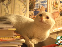 �������� � ���������� "������� ��������" �����������