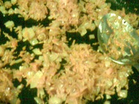 ����� �����������