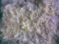 ����, ���������� � ������� �����������