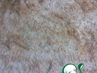 ������ "��������" �����������