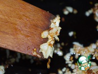 ������� ��������� ��� �����������