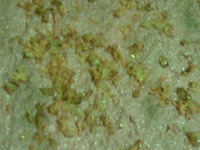 ����� �����������