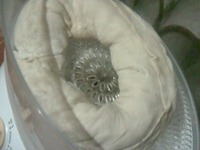 ����� �����������