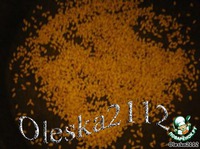 ����-���� � �������� �����������