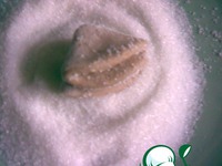 ������� "����" �����������