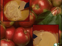 ������������� �������� ������ �����������