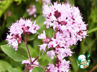 �������� �������� ������