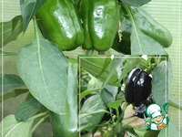 ���� �� ������� ������� �����������