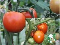 ���� �� ������� ������� �����������