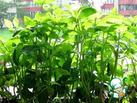 ���� ������� ����� �����������