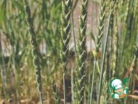 �������� ���� �� �������� ���� �� ��������� ����� �����������