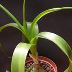 �������� �������� ���������� ����