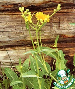 Фото осота: як виглядає та користь трави осот для здоров’я