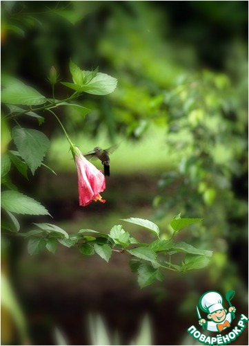 а здесь живая колибри