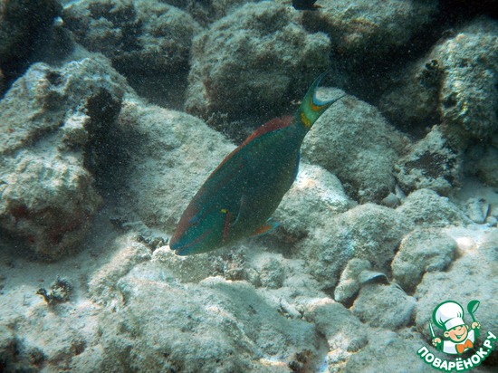 ����-�������