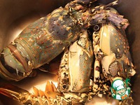 ����-��� �� �������� �����������