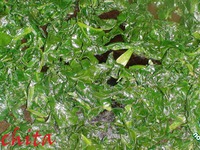 ������� � ����� � �������� �����������