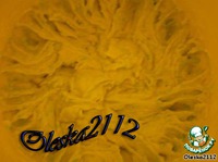 ���� "���������" �����������