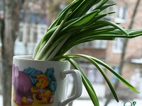 ��� ��� ������ ���������� ������ �����������