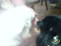 ������� �����������