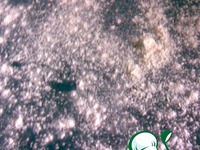 ���������-��������� ������� �����������