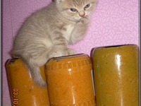 ���������� ���� �����������