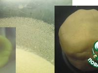 ������ � ���� �����������