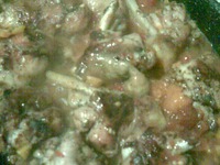 ������ ��� �����-������� ������ �����������