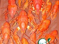 ���� � ���� �����������