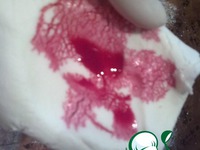 ������������ �������� ������� �����������