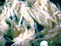 ����� "�������" �����������