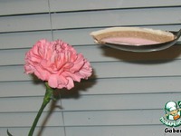 ��������� ����  "������" �����������