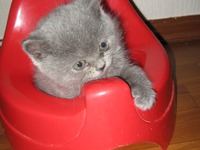 ������ "������" �����������