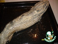 ������������� �������� �����������