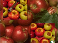 ������������� �������� ������ �����������