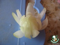 ��������� �� ���� "����������" �����������