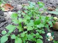 ���� ������ � �������� � ������ �����������