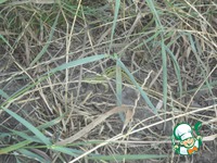 ������ "����-���" �����������