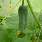 ��� ���� ������ � �����. ( 2 ����� )