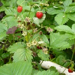 ��� ���� ������ � �����. ( 1 ����� )