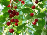 �������� ������ �����������