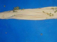 �������-�������� �����������