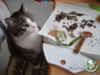 "������ ������! ������ ����!" - ������� �����������