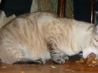 ���� ��-��������� �����������