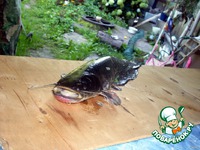 ��� � ����������� �����������