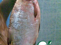 ���� �����������