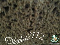 ���� �������� ������ �����������