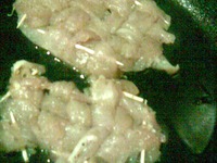 �������� �������� �����������