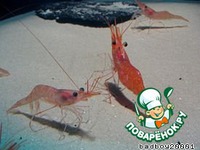 �������� �����������