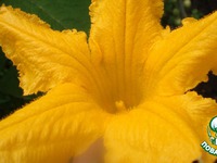 ������� ��-����������: ����� ������� � ����� �����������